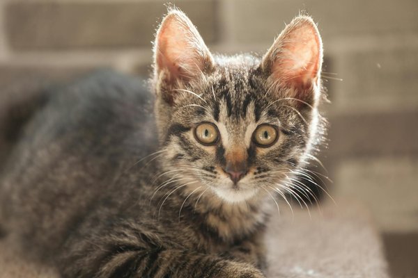 Améliorez le bien-être de votre animal avec nos services santé