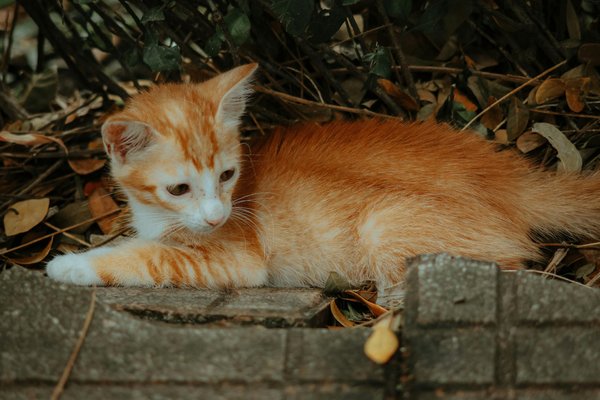 Comment aider à la protection des animaux rares